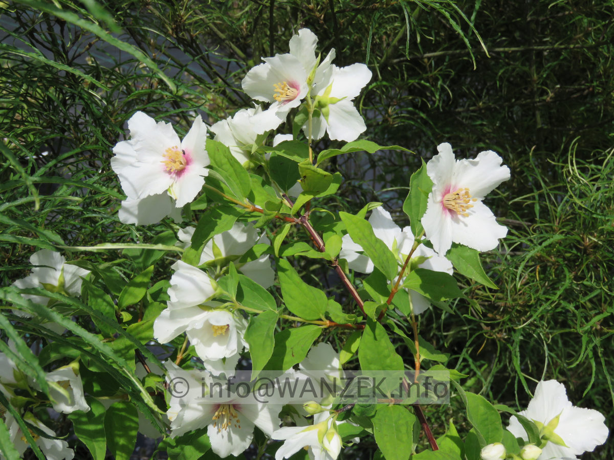 Philadelphus Belle Etoile 02.JPG